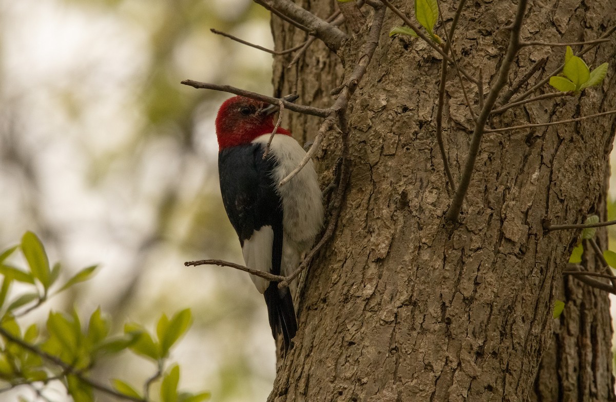 Red-headed Woodpecker - ML618422631