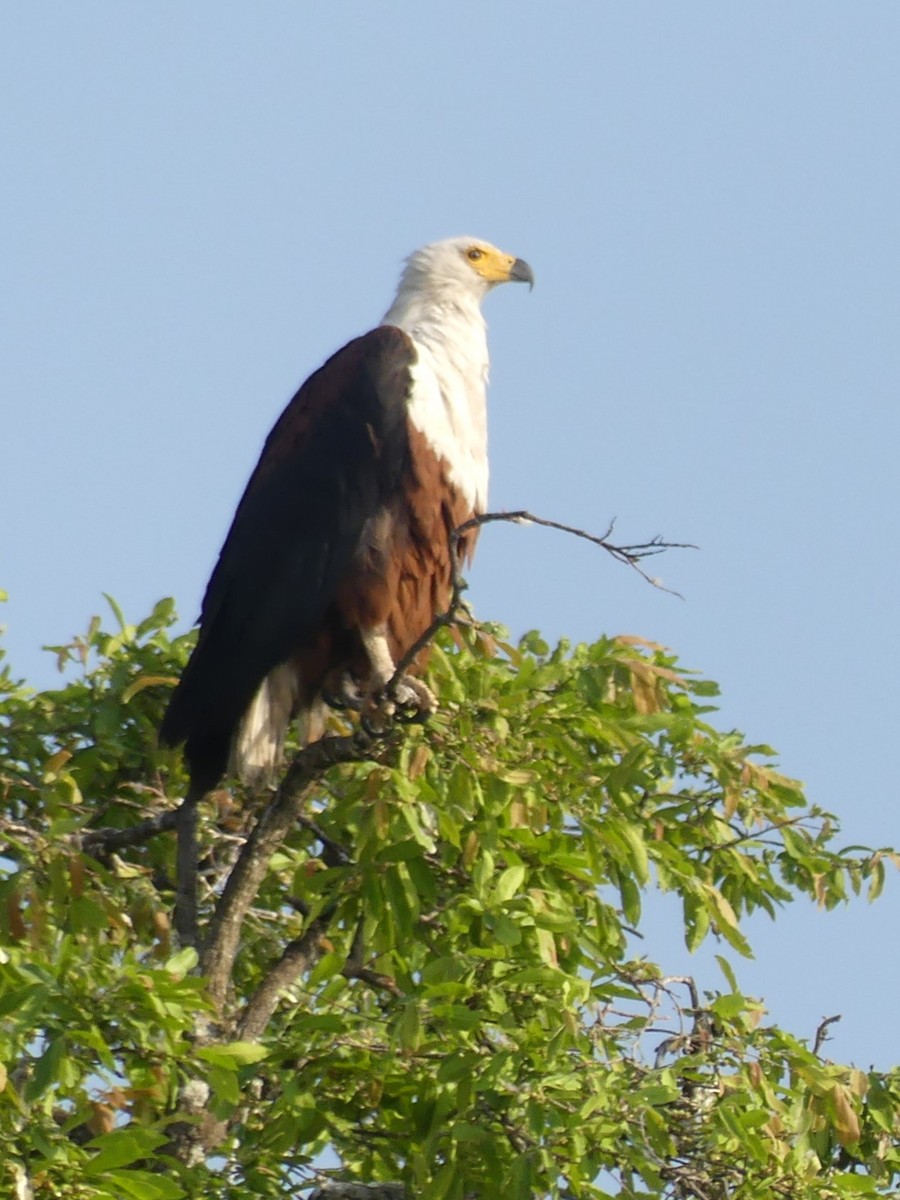 African Fish-Eagle - ML618422672