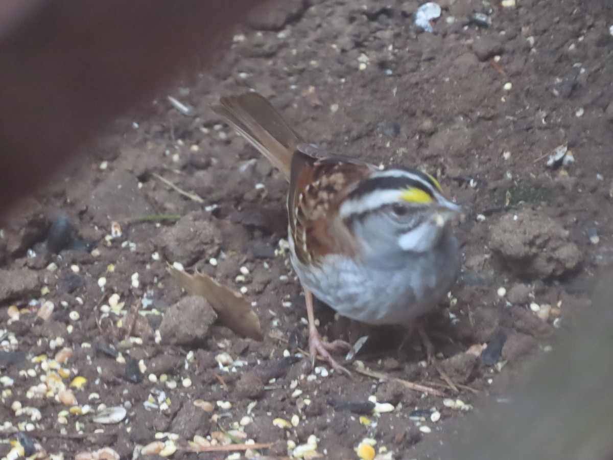 White-throated Sparrow - ML618422712