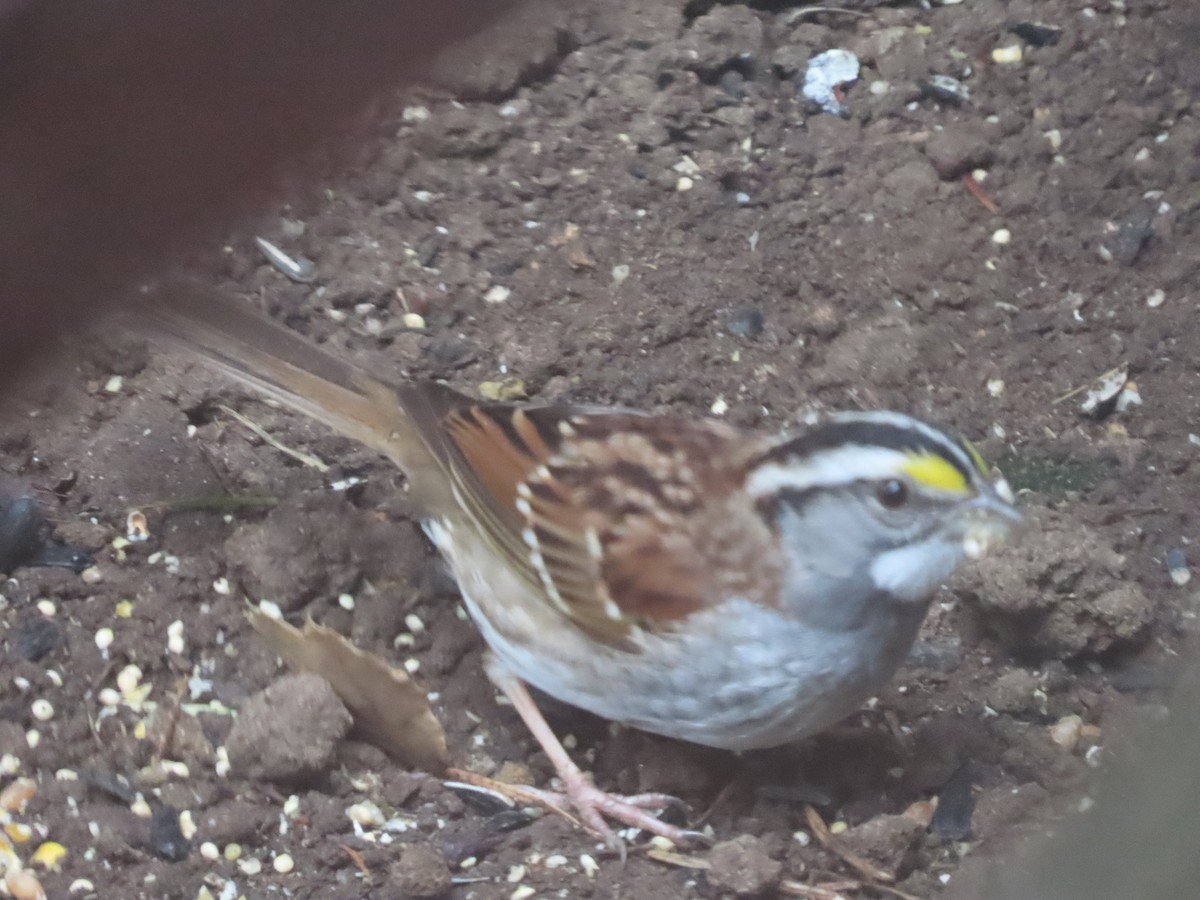 White-throated Sparrow - Martha Pallin
