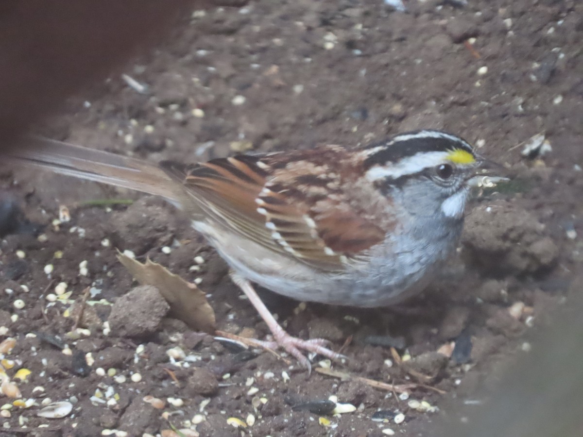 White-throated Sparrow - ML618422714