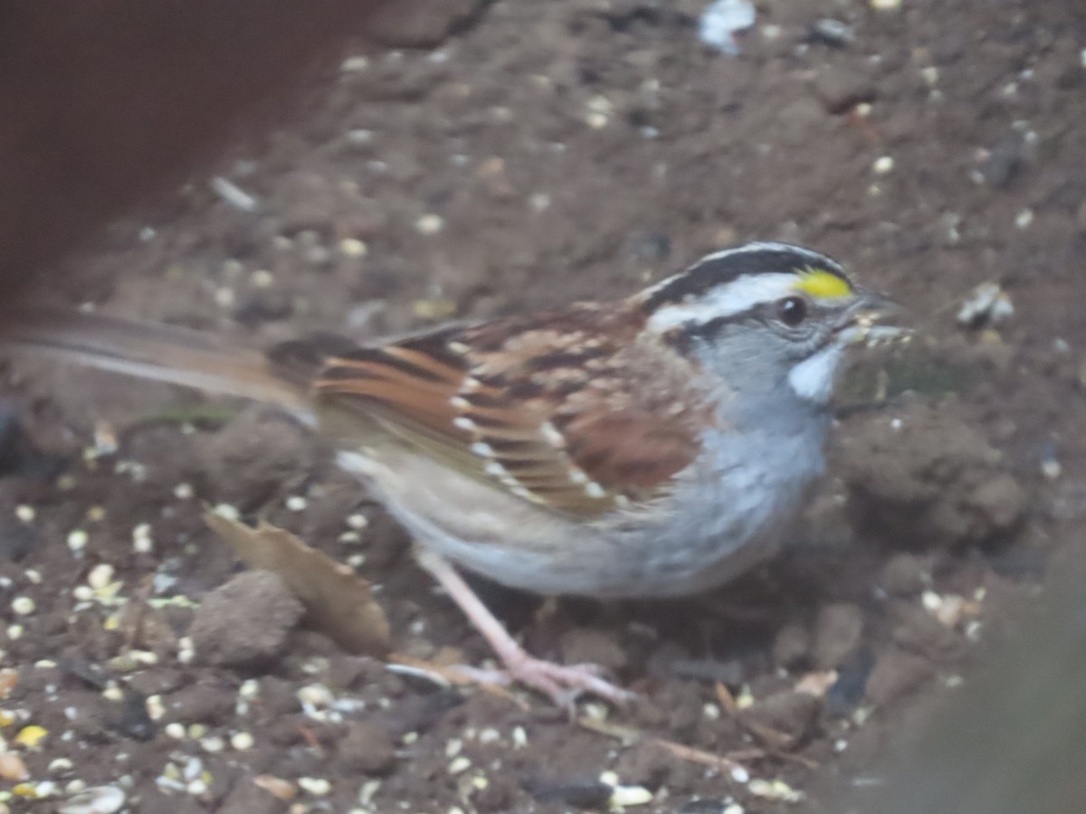 White-throated Sparrow - Martha Pallin