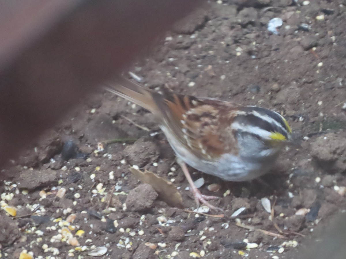 White-throated Sparrow - ML618422716