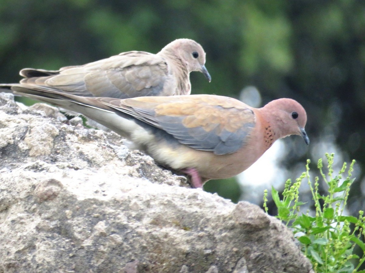 Laughing Dove - ML618422718