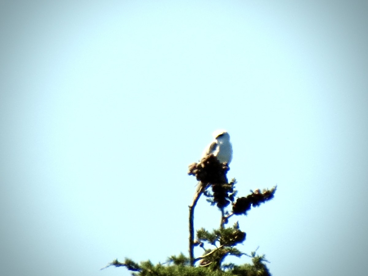 White-tailed Kite - ML618422742