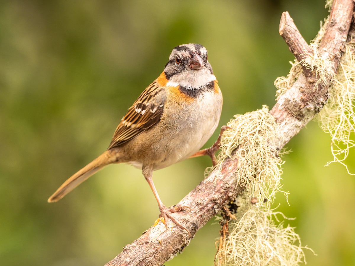 Rufous-collared Sparrow - ML618422753