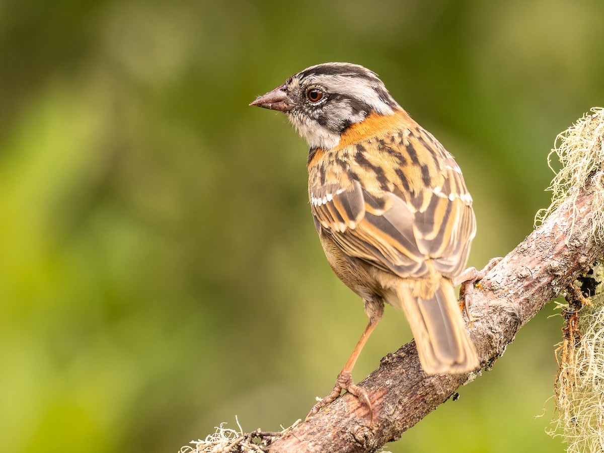 Rufous-collared Sparrow - ML618422754