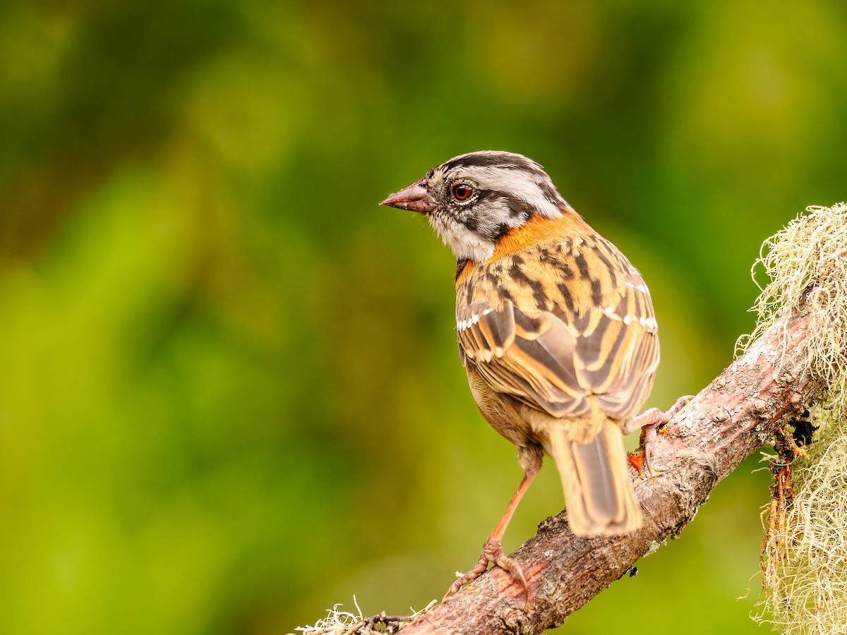 Rufous-collared Sparrow - ML618422755