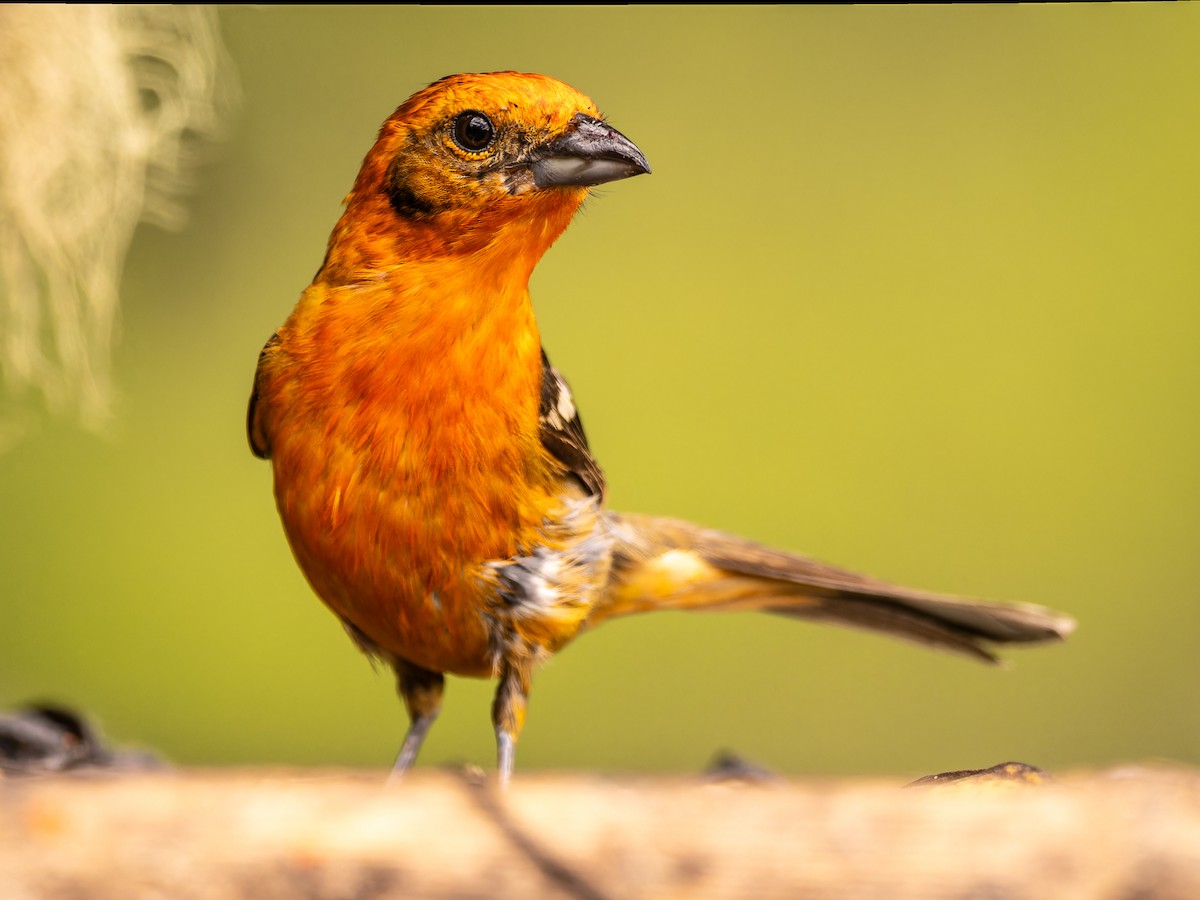 Flame-colored Tanager - ML618422765