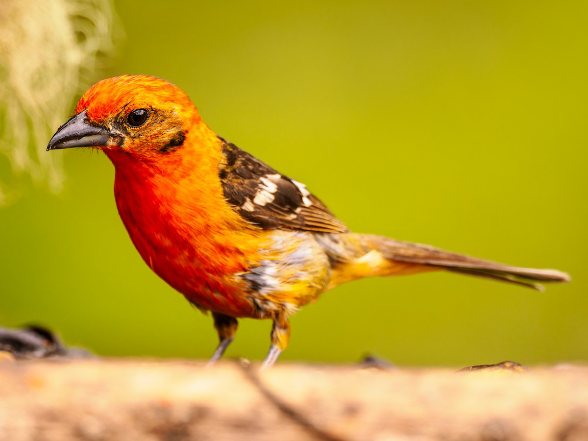 Flame-colored Tanager - ML618422767