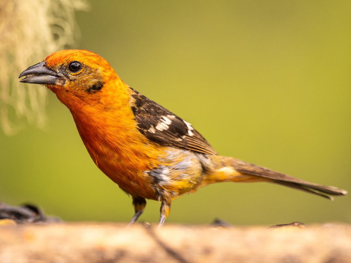 Flame-colored Tanager - ML618422778