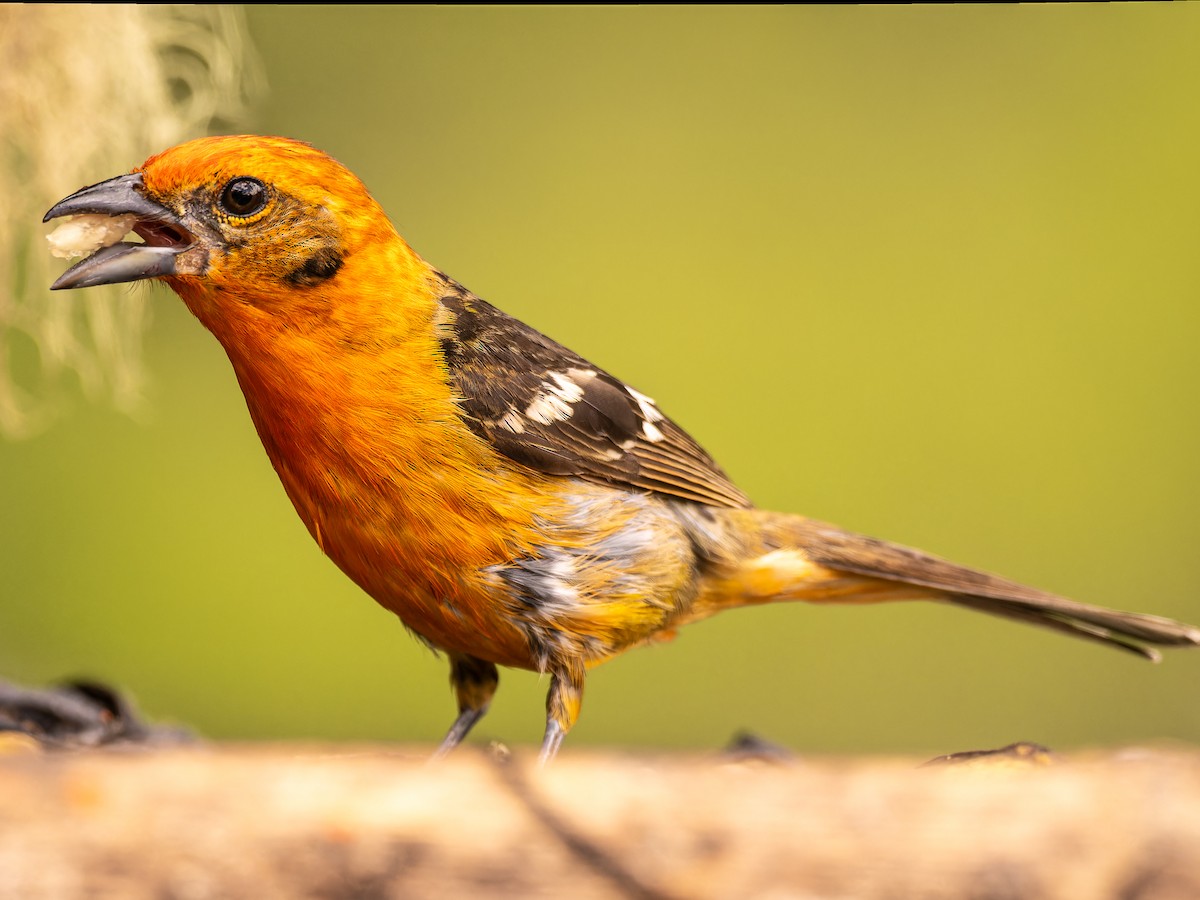 Flame-colored Tanager - ML618422779