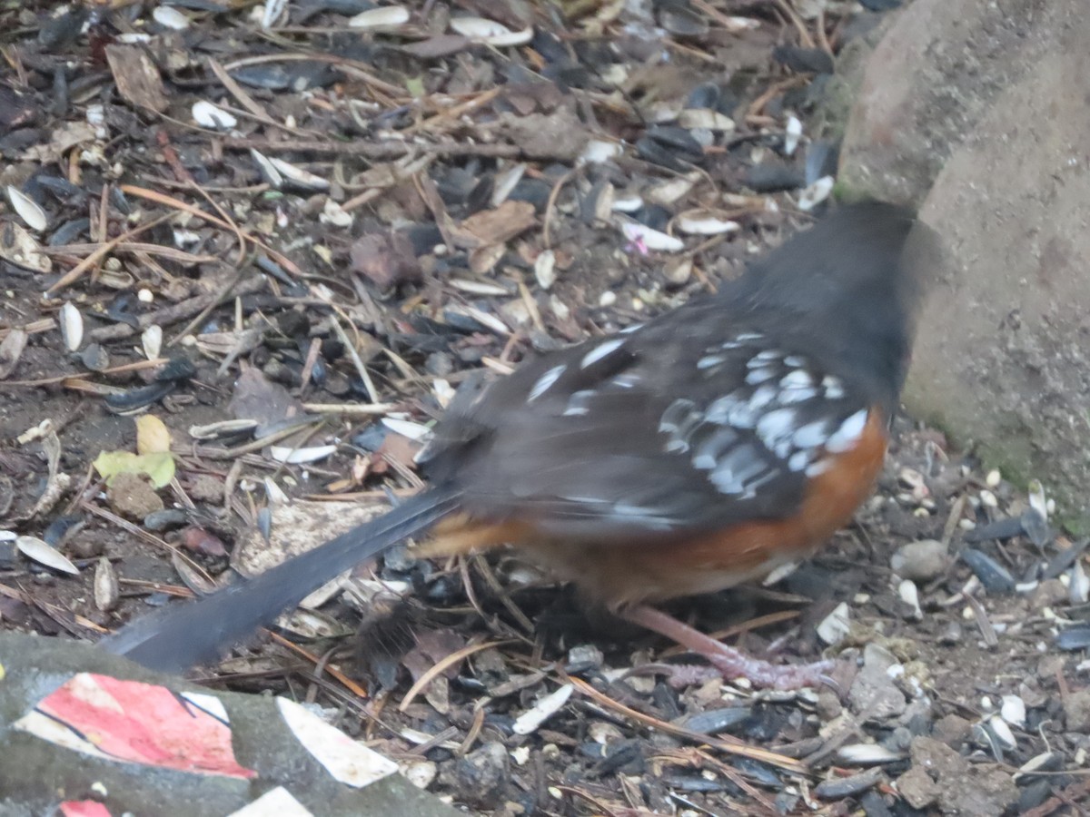 Spotted Towhee - ML618422803