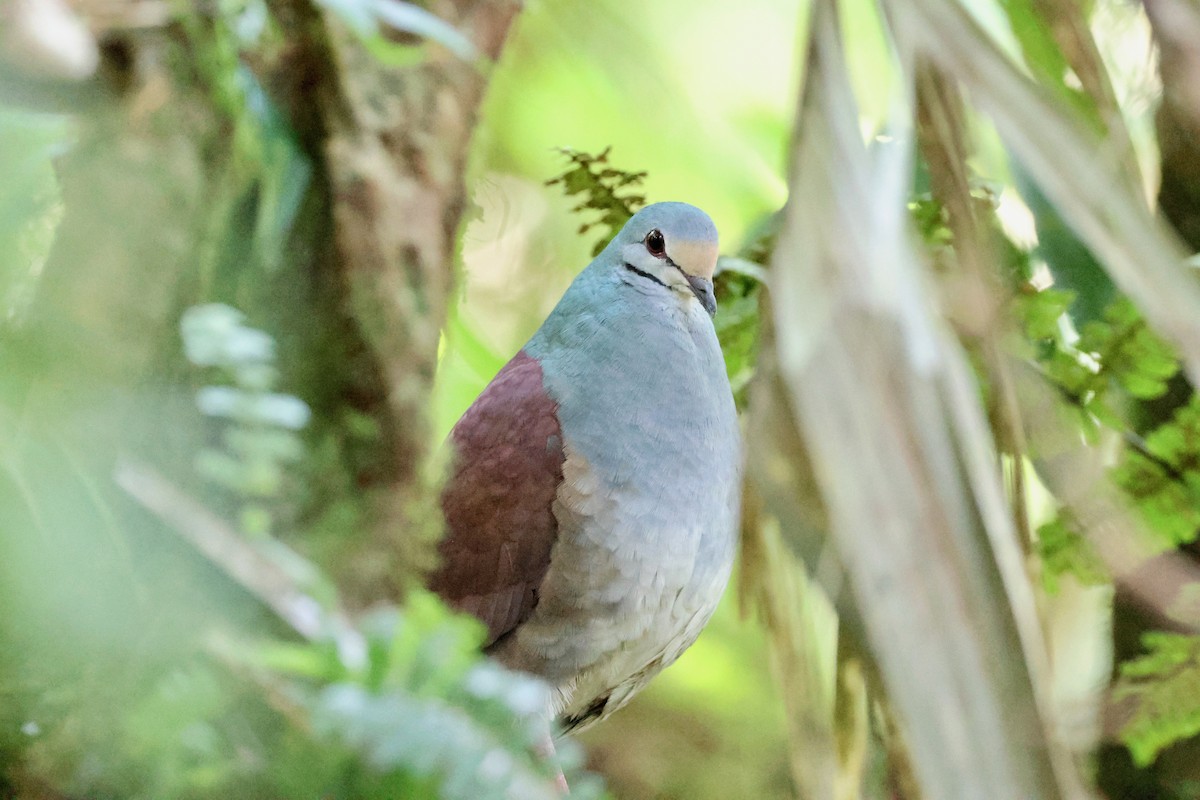 Buff-fronted Quail-Dove - ML618422810