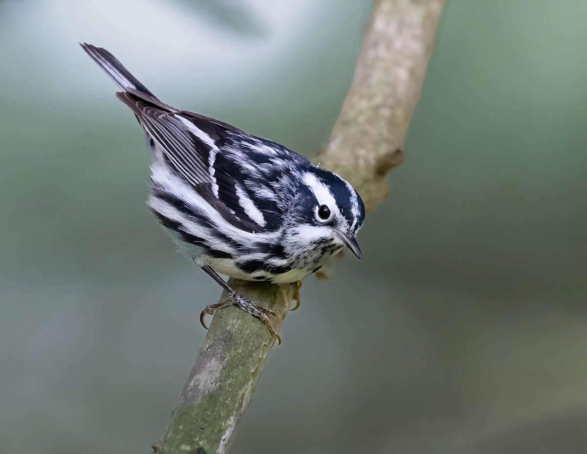Black-and-white Warbler - ML618422814