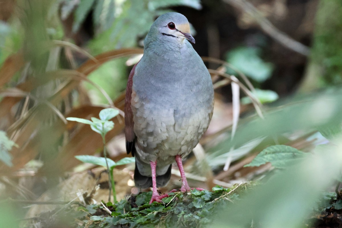 Buff-fronted Quail-Dove - ML618422815