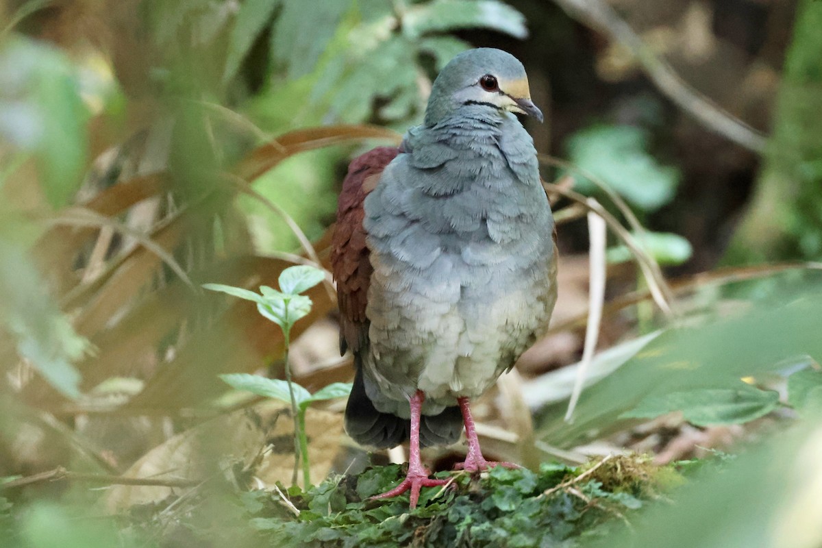 Buff-fronted Quail-Dove - ML618422816
