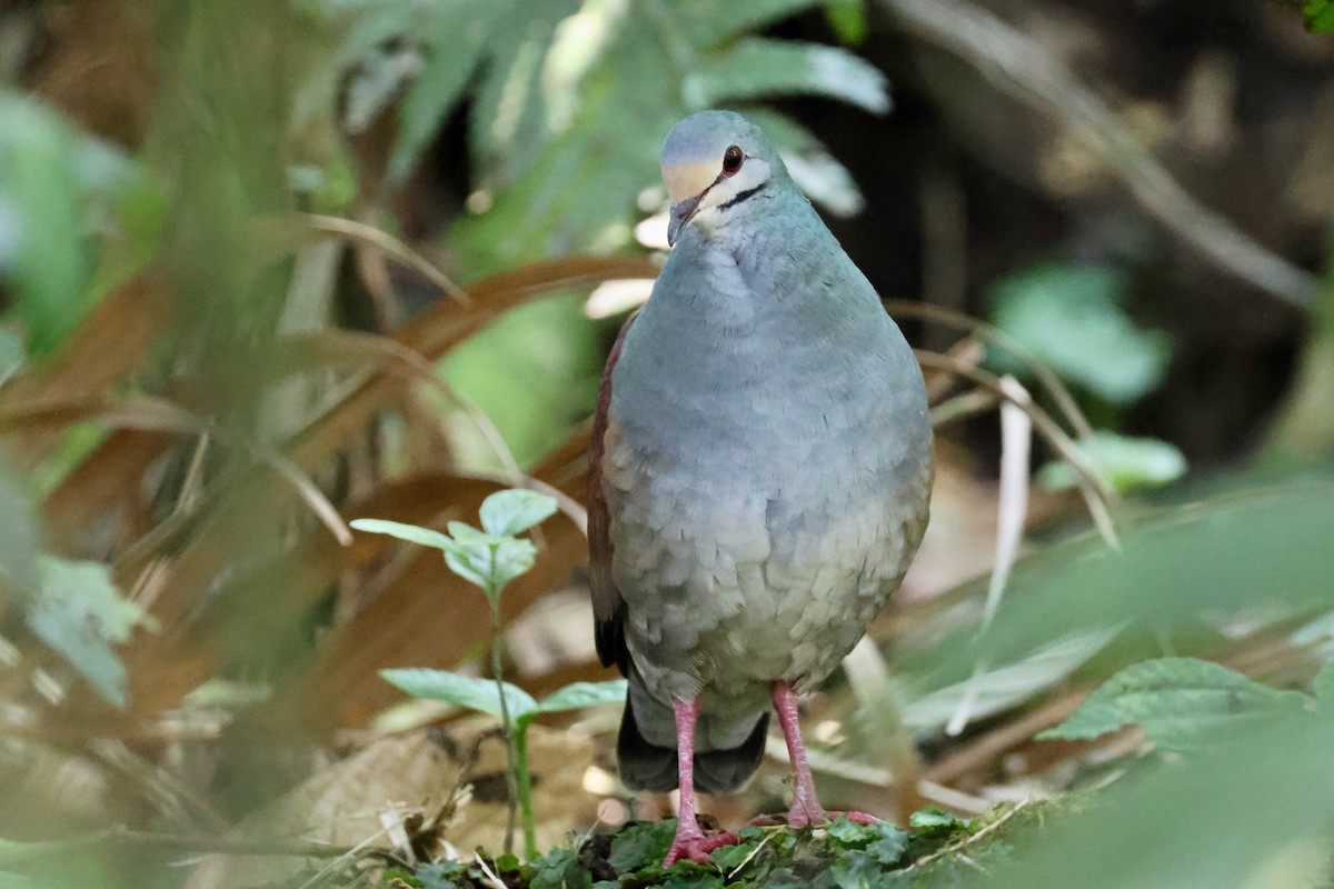 Buff-fronted Quail-Dove - ML618422817