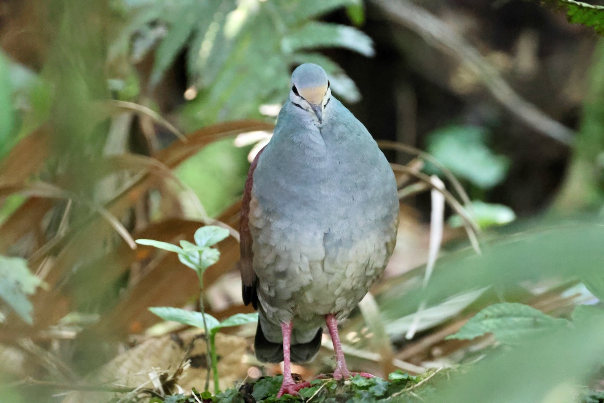 Buff-fronted Quail-Dove - ML618422818