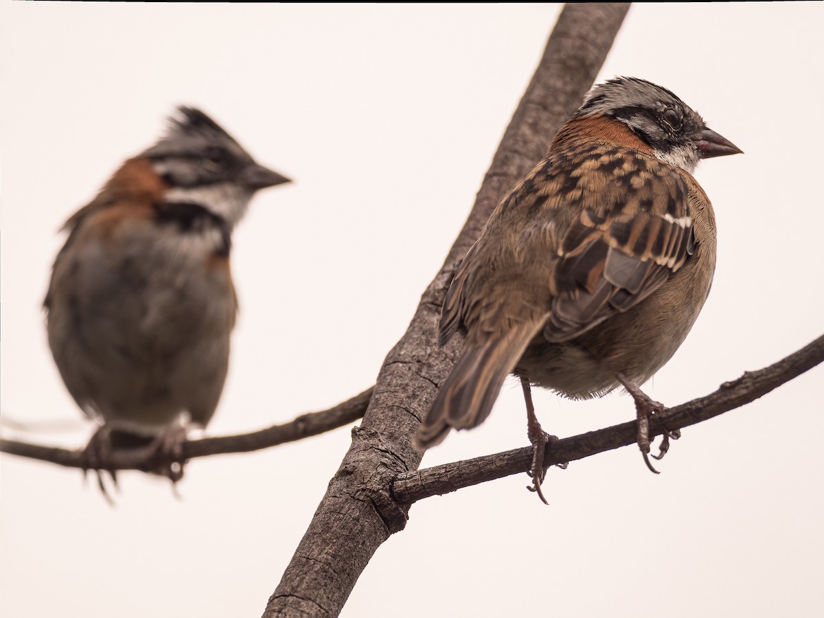 Rufous-collared Sparrow - ML618422822