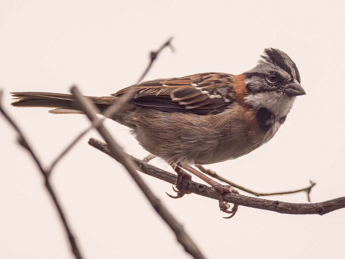 Rufous-collared Sparrow - ML618422823