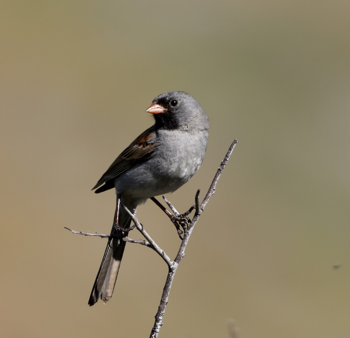 Black-chinned Sparrow - ML618422833