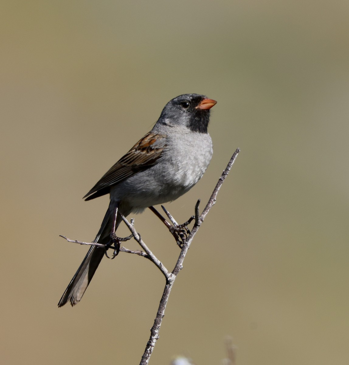 Black-chinned Sparrow - ML618422834