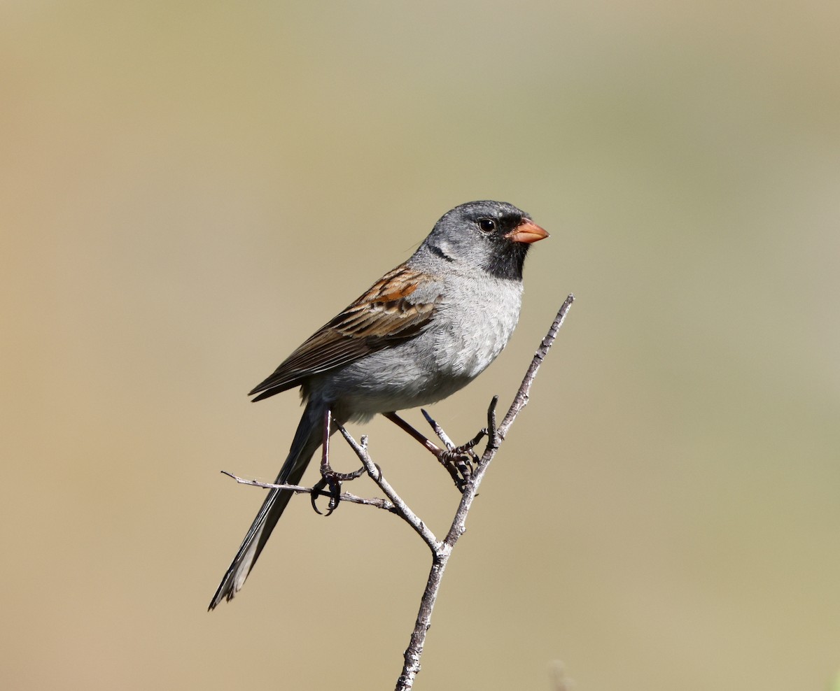 Black-chinned Sparrow - ML618422836