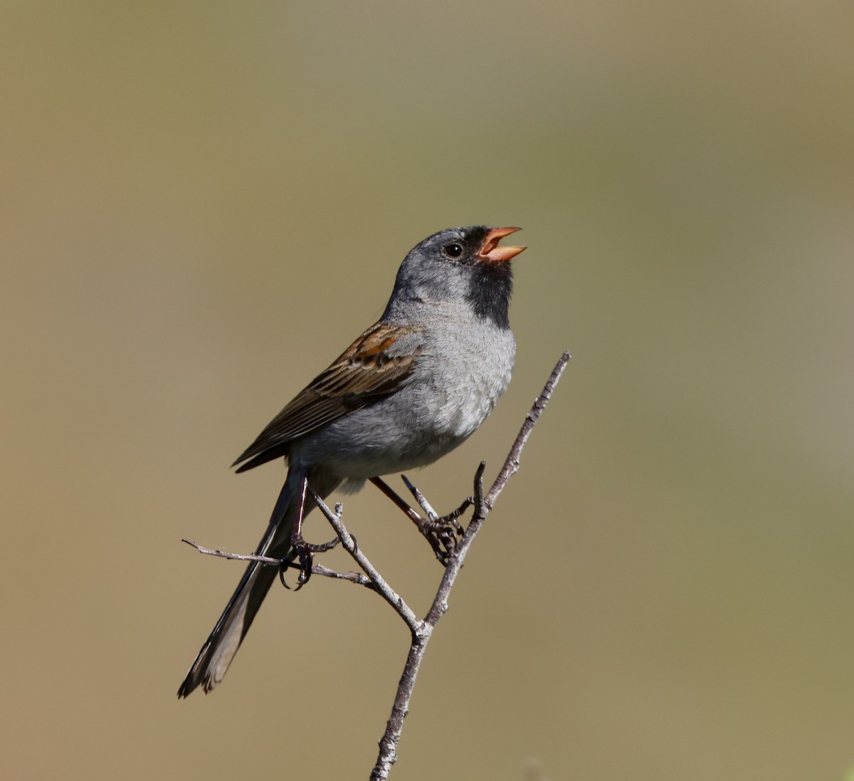 Black-chinned Sparrow - ML618422837