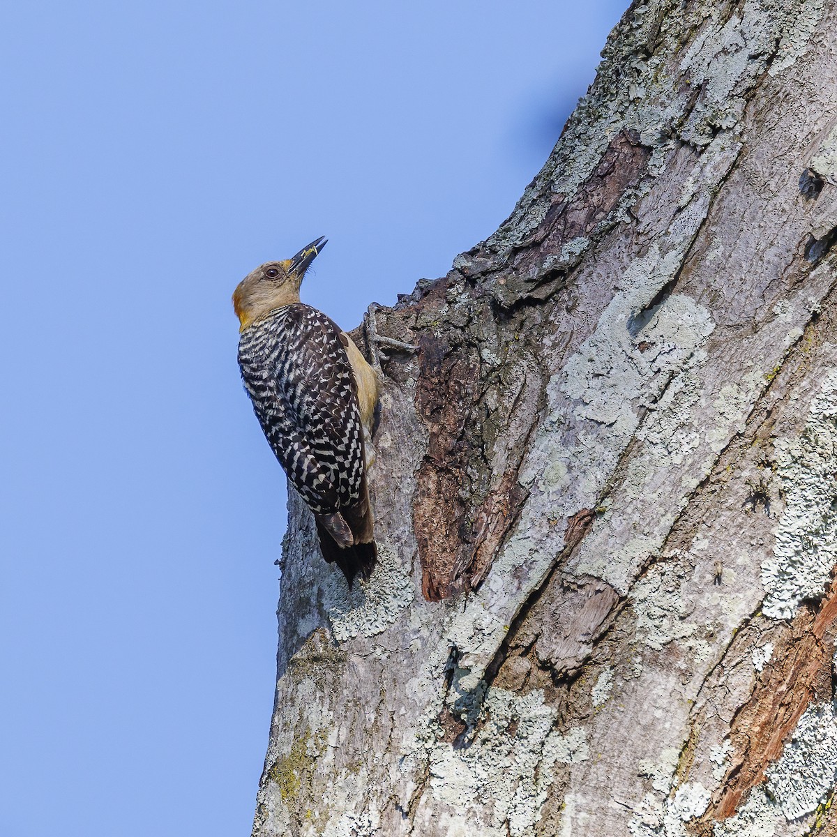 Hoffmann's Woodpecker - ML618422839