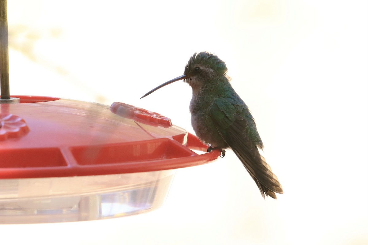 Broad-billed Hummingbird - ML618422852