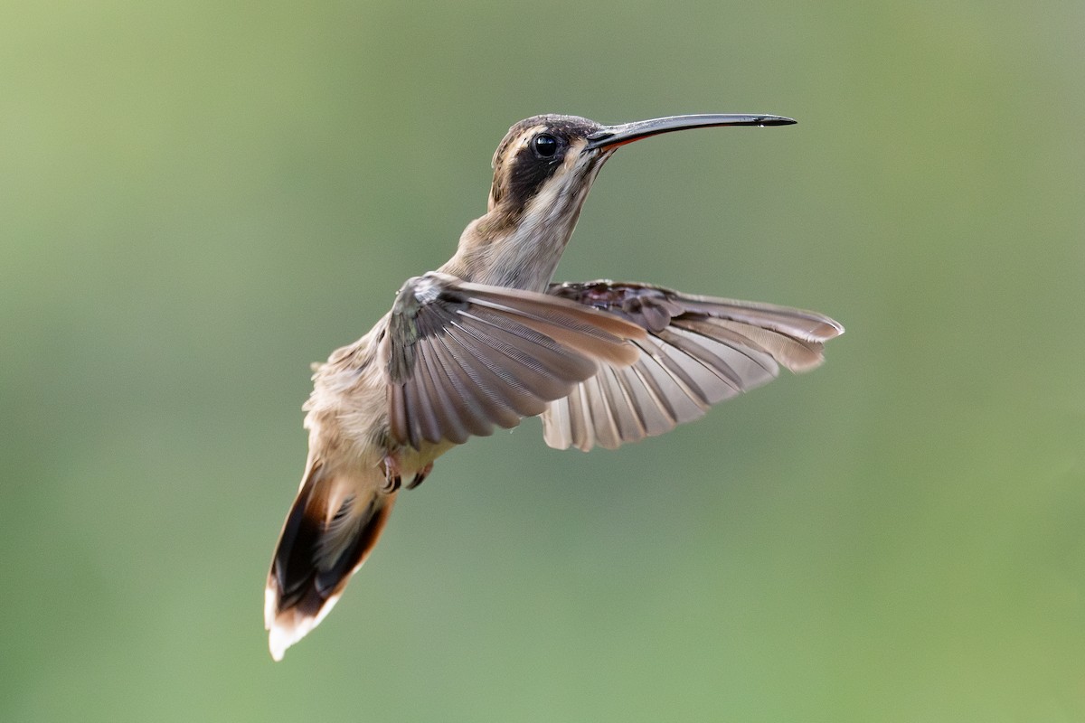 kolibřík světlebřichý - ML618422854