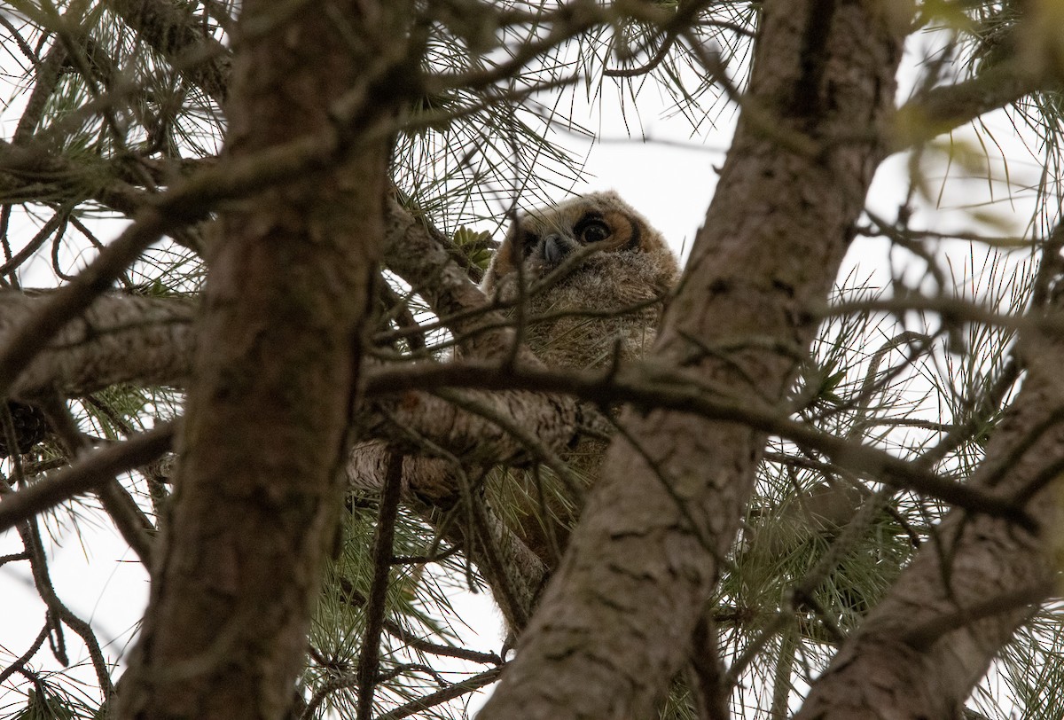Great Horned Owl - ML618422860