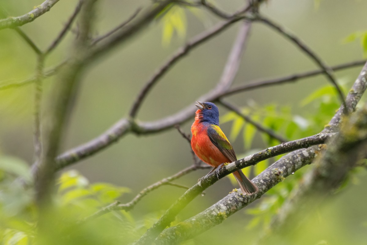 Painted Bunting - ML618422902