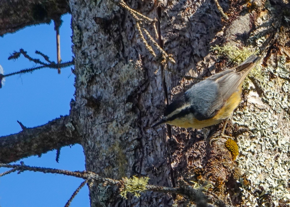 Red-breasted Nuthatch - Denisette Laf
