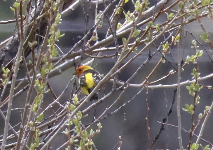 Western Tanager - ML618422917