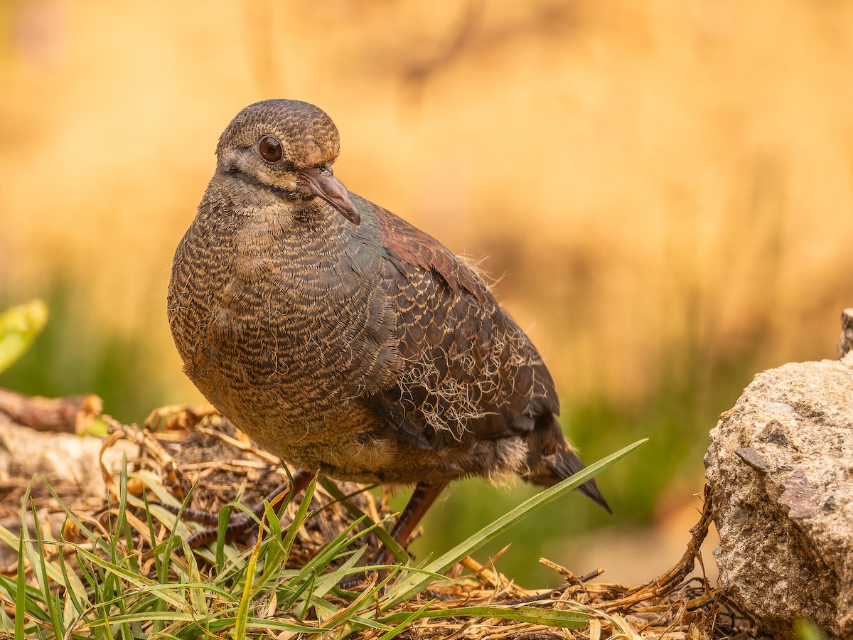 Buff-fronted Quail-Dove - ML618422923