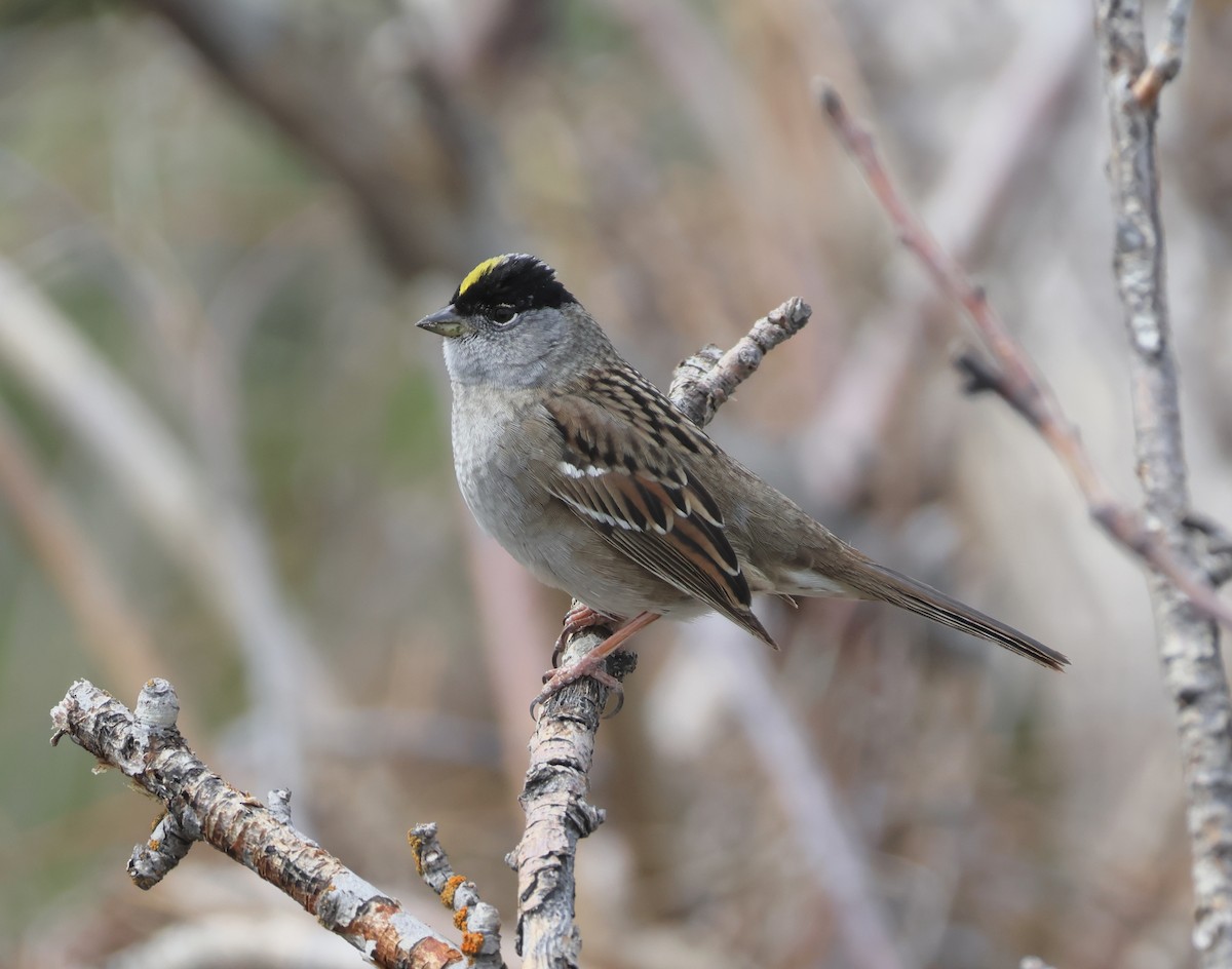 Golden-crowned Sparrow - ML618422999
