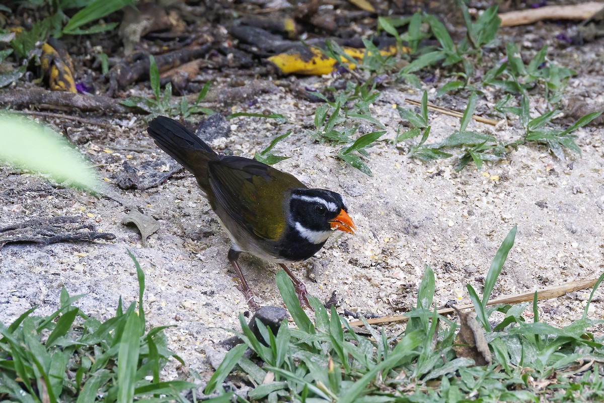 Orange-billed Sparrow - ML618423008