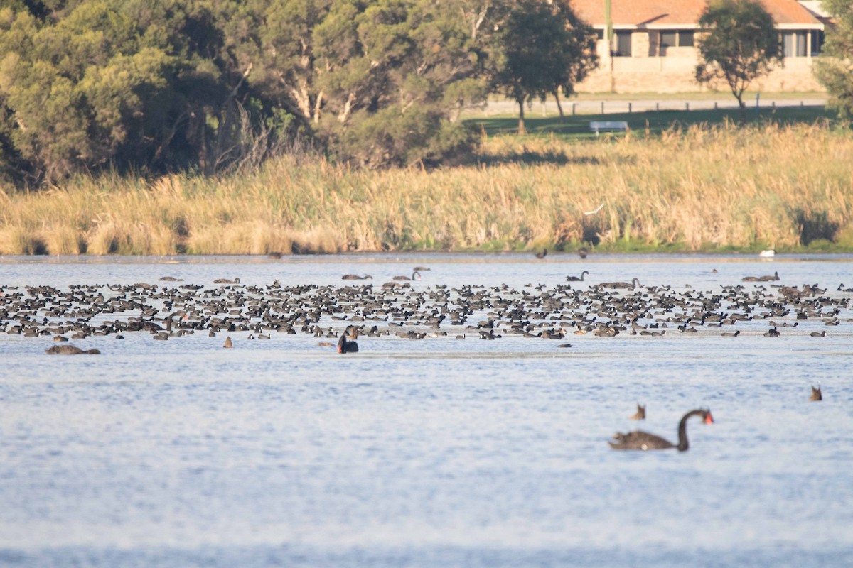 eBird Checklist 4 May 2024 Lake JoondalupPicnic Cove Park 36