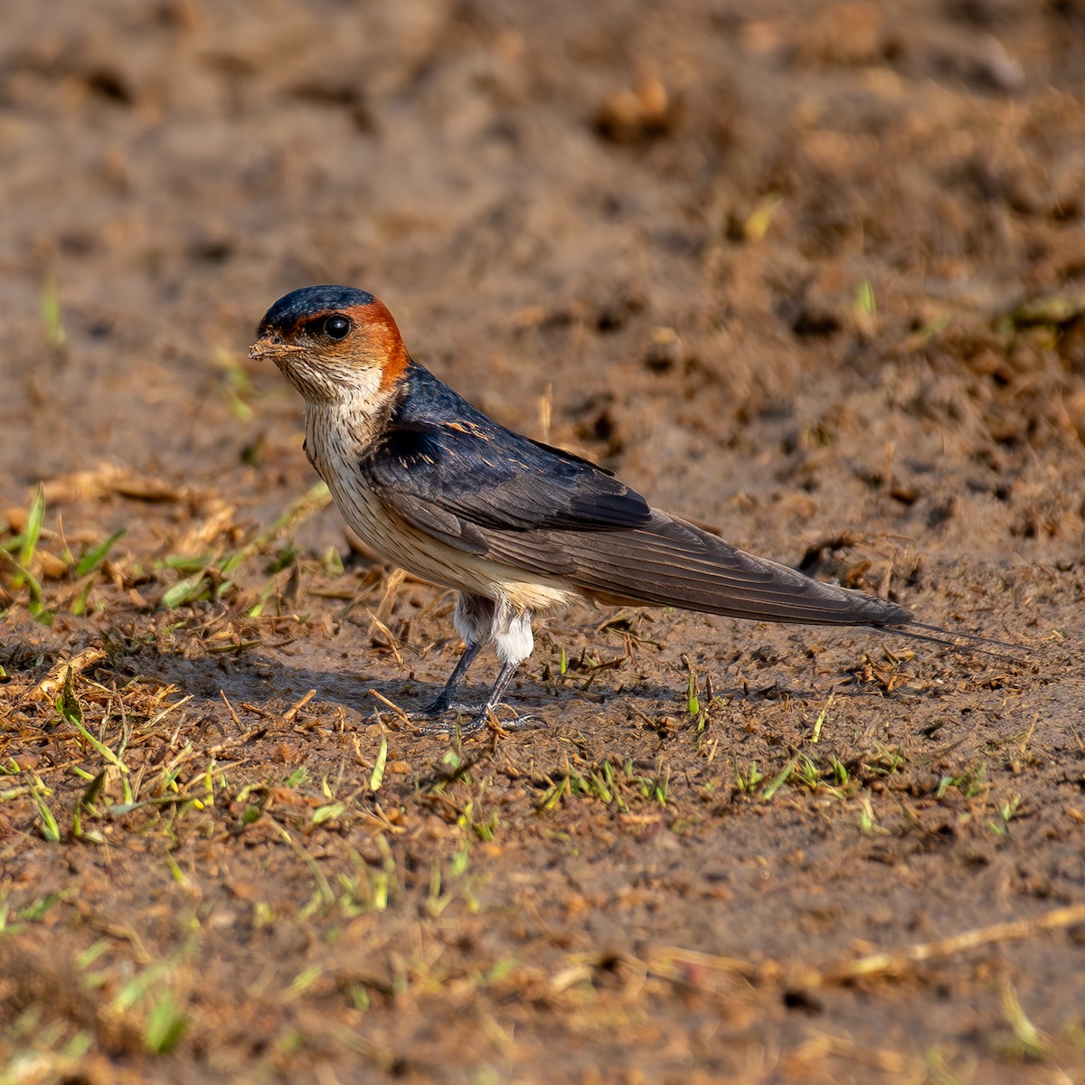 Red-rumped Swallow - ML618423032