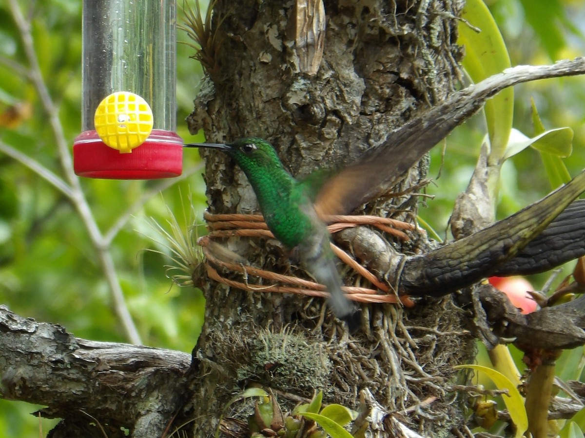 Stripe-tailed Hummingbird - ML618423047