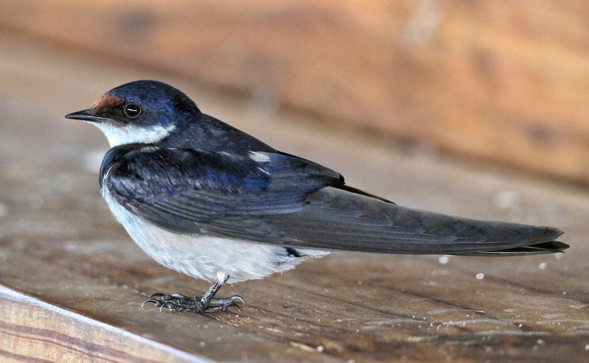 White-throated Swallow - ML618423058