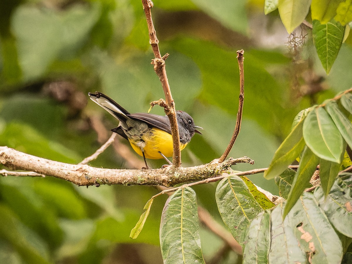 Silver-throated Tanager - ML618423075