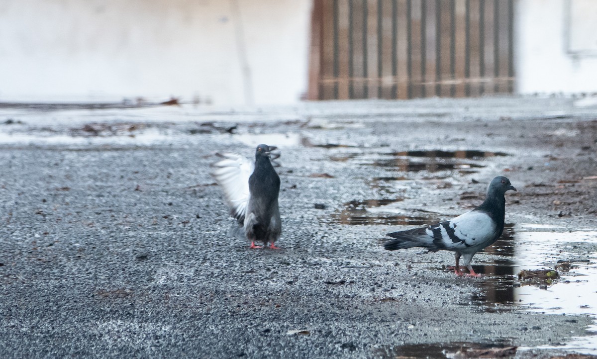 Rock Pigeon (Feral Pigeon) - ML618423083