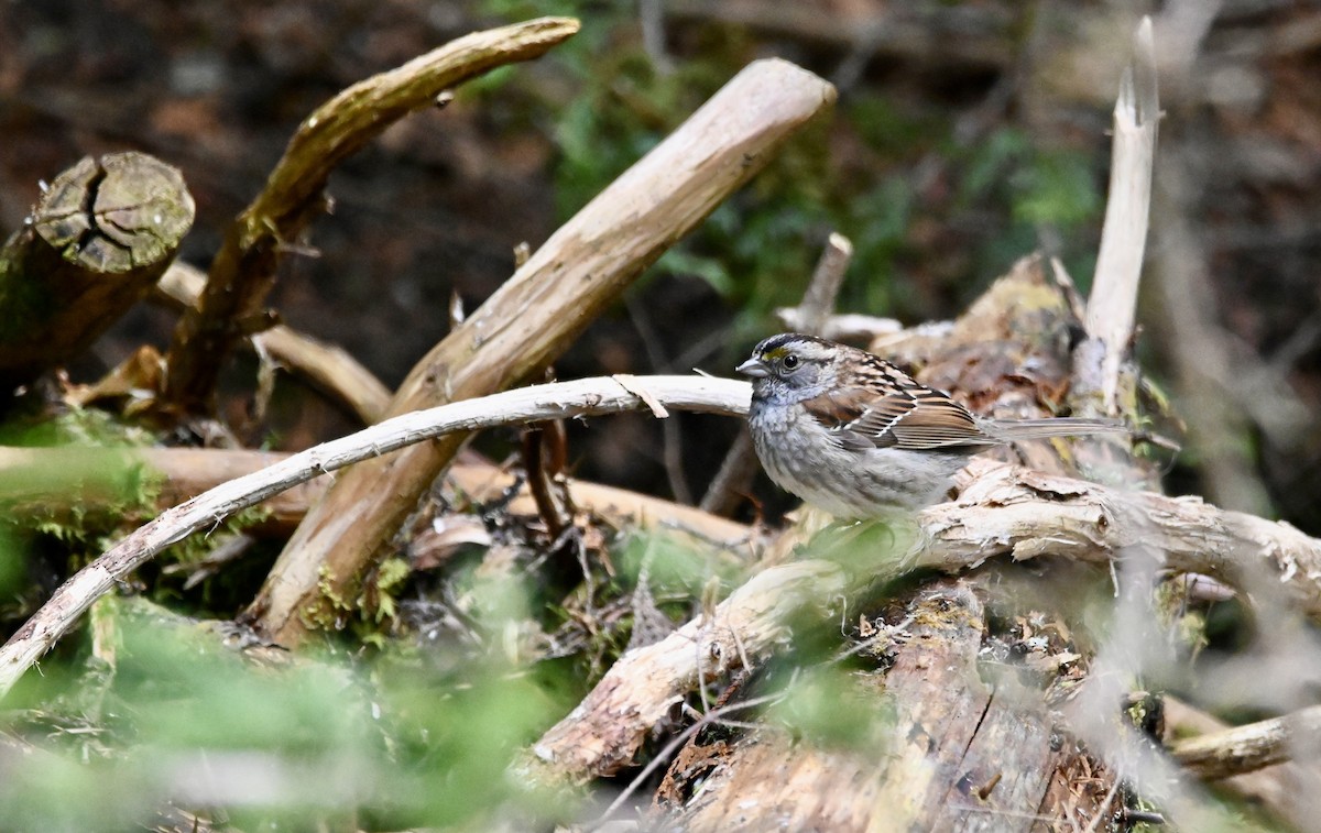 White-throated Sparrow - ML618423089