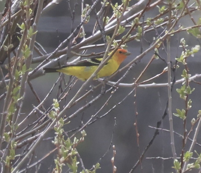 Western Tanager - ML618423100