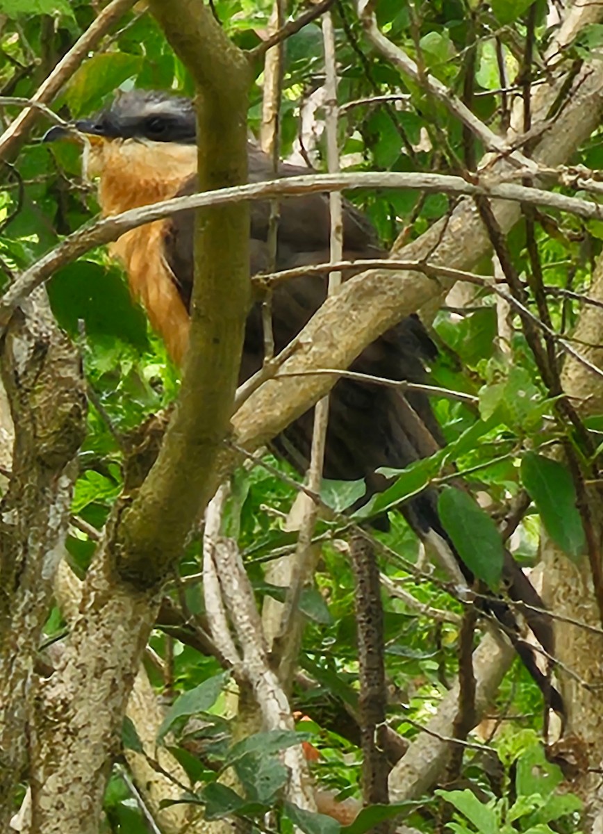 Mangrove Cuckoo - Glen Lindeman
