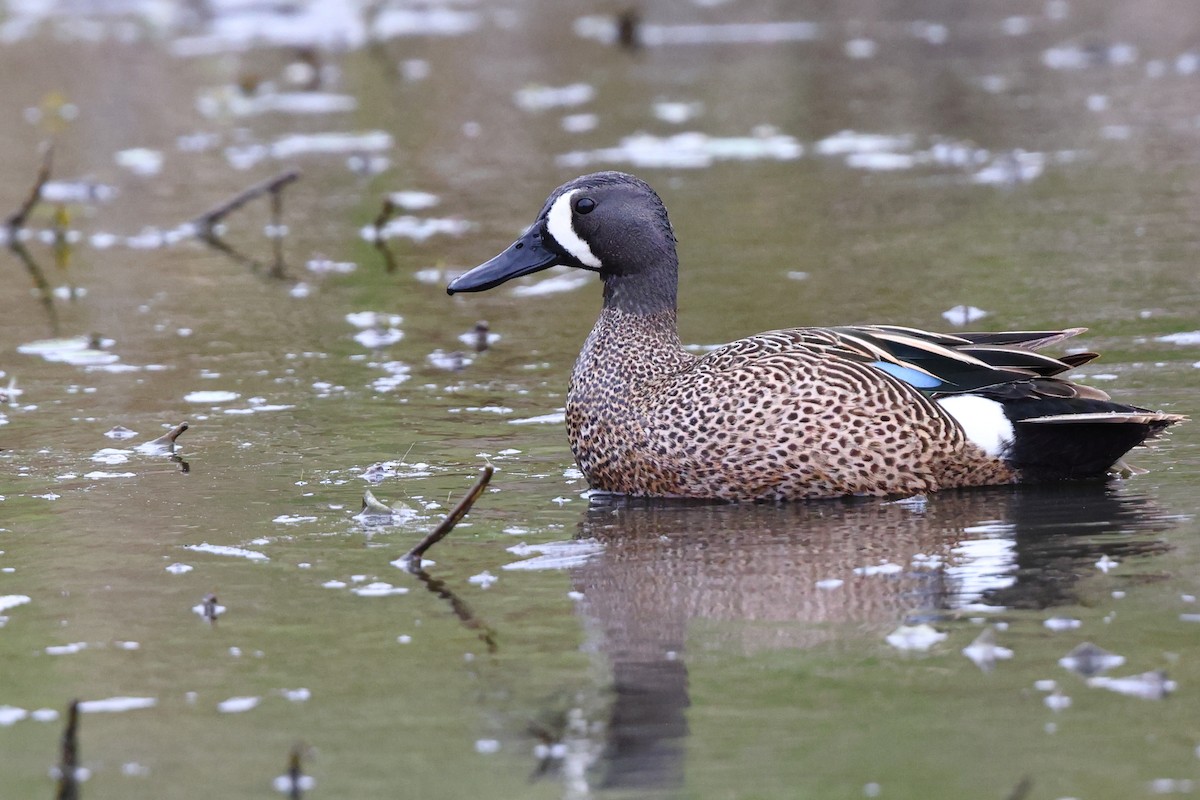 Blue-winged Teal - ML618423111