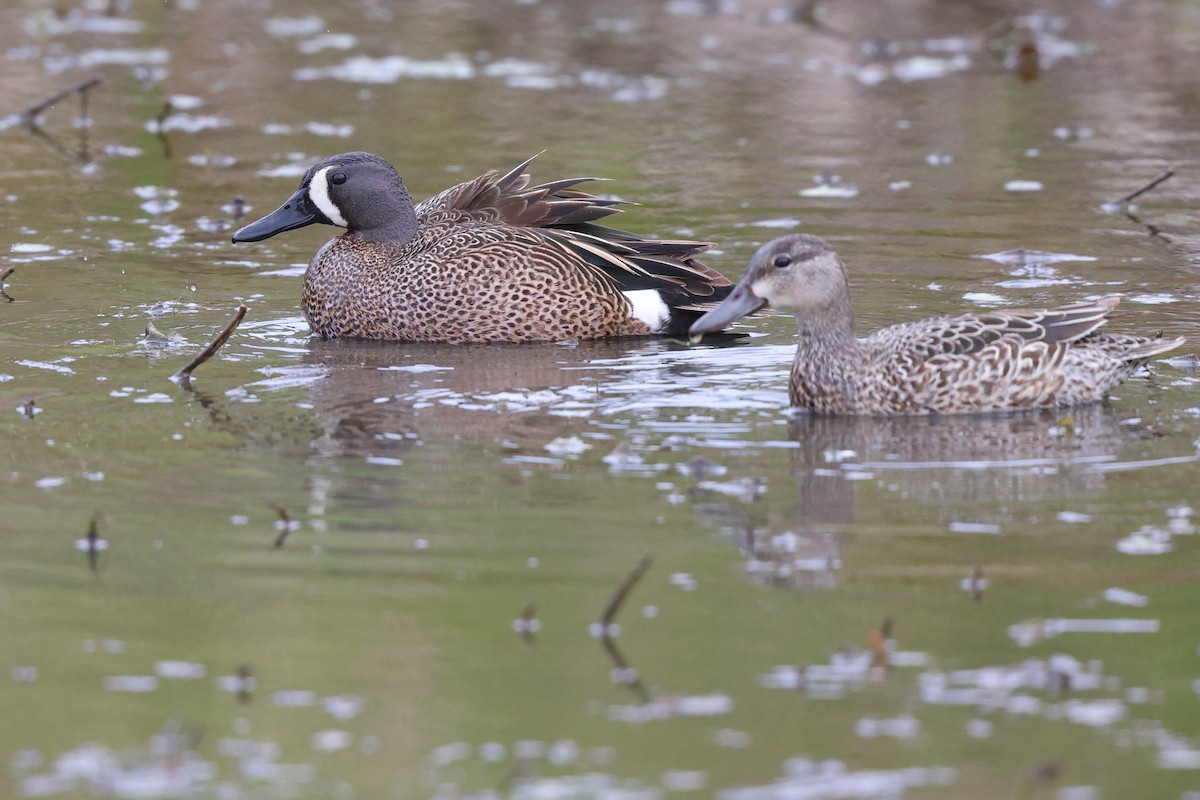 Blue-winged Teal - ML618423112